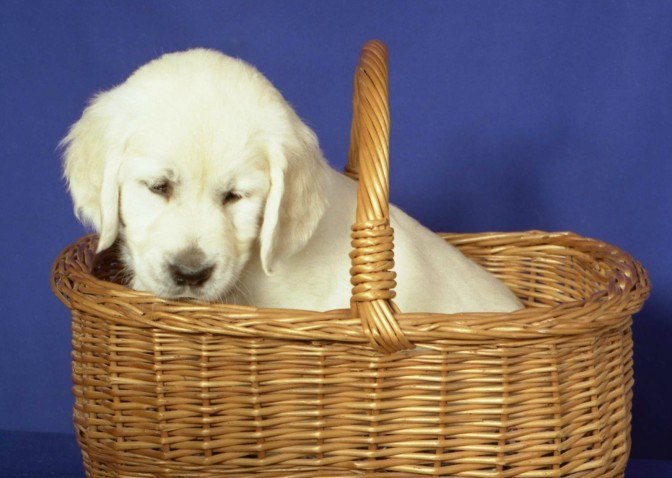 Puppy in a basket