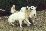 Casper with two blondes
