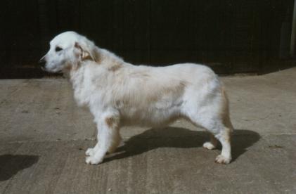 Nadezna Of Nosam aged 13