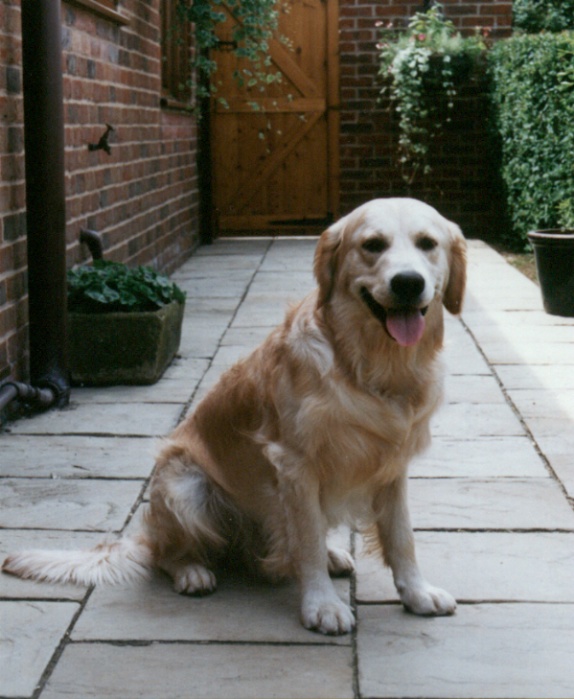 Nosam puppies at 7 weeks old
