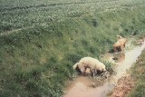 All that room to run and they choose the mud!!!!!!