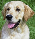 Gopa one year old