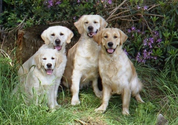 Henry, Inca, Myah and Gopa in Stapleford Woods