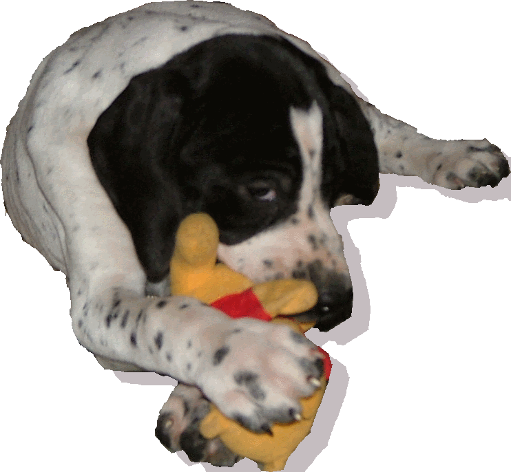 Chewing a toy