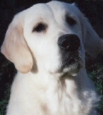 Inca 7 months old