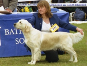 Nosam Mystique In Blue waiting for the judge at Bath Ch Sh