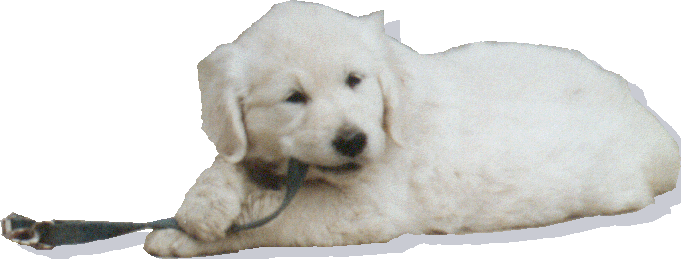 Chewing a collar