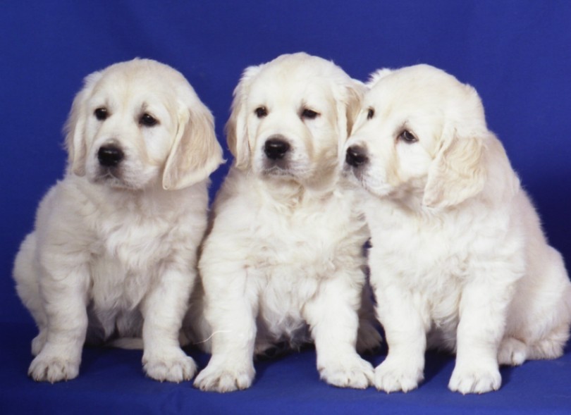 Nosam puppies at 7 weeks old