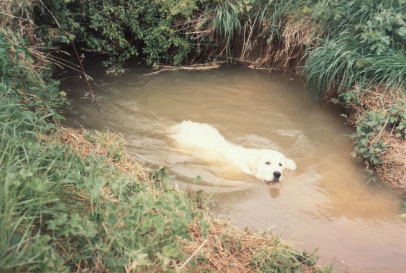 Look at me mum I can swim